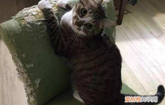 英短公猫什么时候发情 发情了什么时候适合配种？