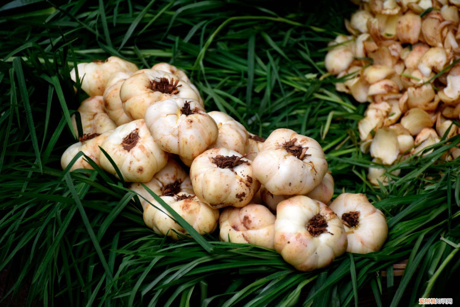 水种蒜苗的正确过程视频 水种蒜苗的正确过程