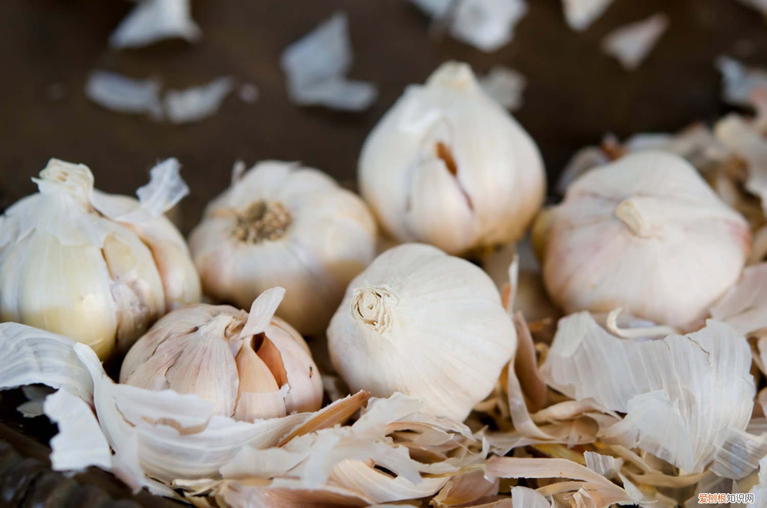 水种蒜苗的正确过程视频 水种蒜苗的正确过程