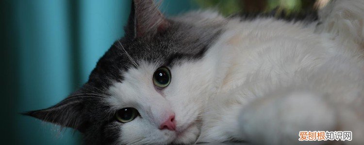 暹罗猫是布偶猫吗 完全是两种猫!