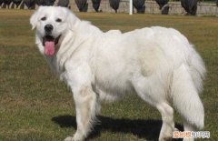 北京大白熊犬价格 北京大白熊犬多少钱