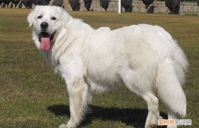 北京大白熊犬价格 北京大白熊犬多少钱