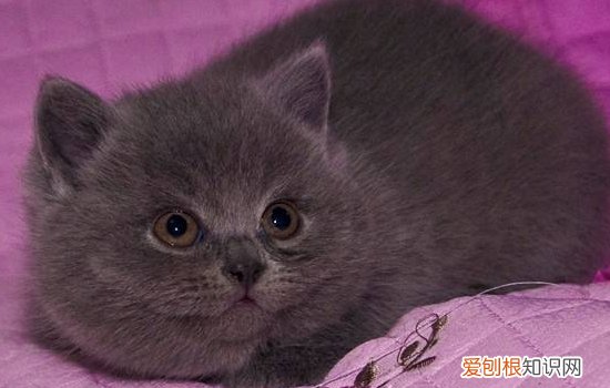 英短掉毛厉害吗 看完你就知道了！