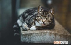 猫咪吃巧克力蛋糕会怎么样 猫咪吃巧克力