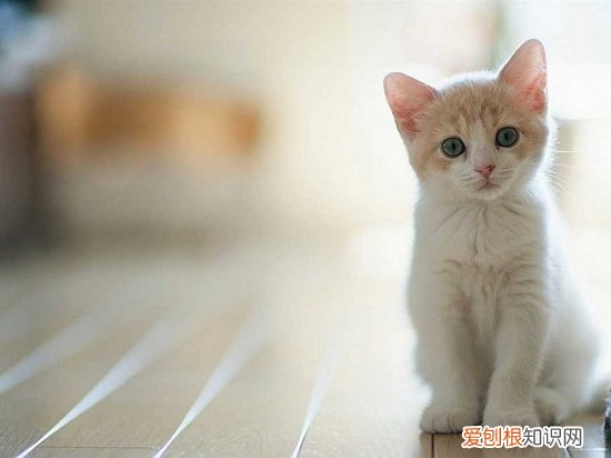 银渐层猫咪什么时候发腮 猫咪什么时候发腮