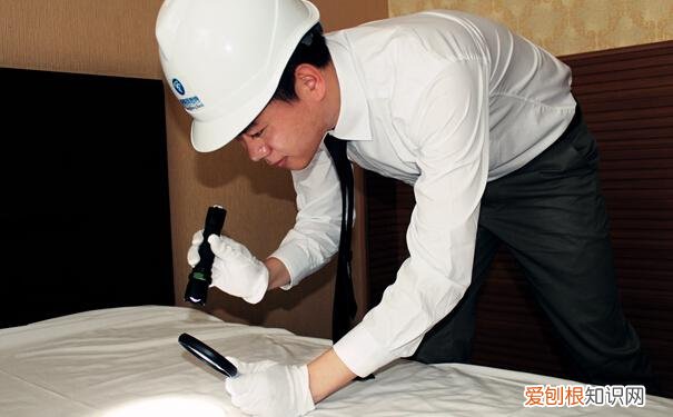 家里有臭虫怎么办不用怕!小编教您怎么灭臭虫!