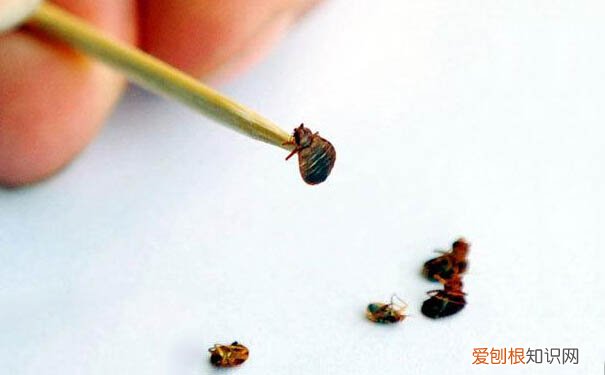 家里有臭虫怎么办不用怕!小编教您怎么灭臭虫!