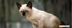 暹罗猫品相怎么看 可以看哪个暹罗品种真的很好吗