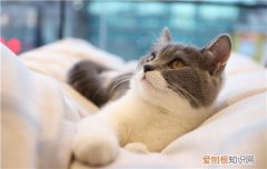 英短发腮期是什么时候 猫咪怎么样才容易发腮