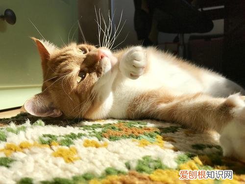 猫咪耳螨最简单治愈方法 猫咪耳螨