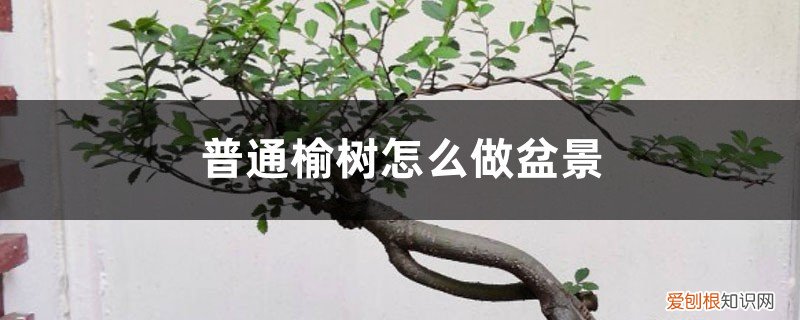 榆树盆景怎么养殖方法 榆树怎么做成盆景,小榆树苗可以吗