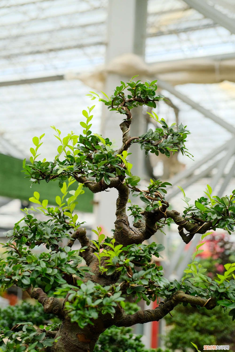 榆树盆景怎么养殖方法 榆树怎么做成盆景,小榆树苗可以吗