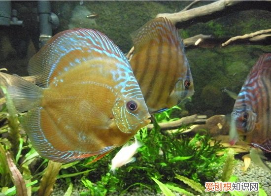 一眉道人鱼和七彩神仙鱼混养 七彩神仙鱼混养