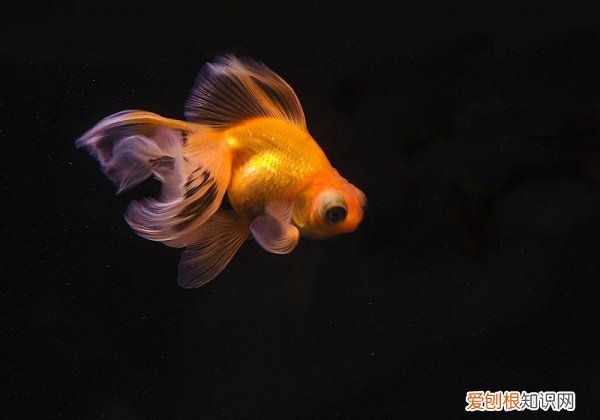 金鱼食物有哪些 金鱼食物