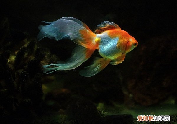 兰寿金鱼成长阶段 兰寿金鱼,兰寿金鱼成长