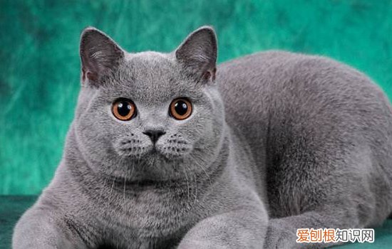 英国短毛猫认定的毛色有多少种 英国短毛猫品种图鉴