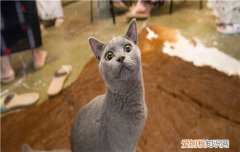 英国短毛猫可以长多重 肥胖的猫咪可是不好的哦！