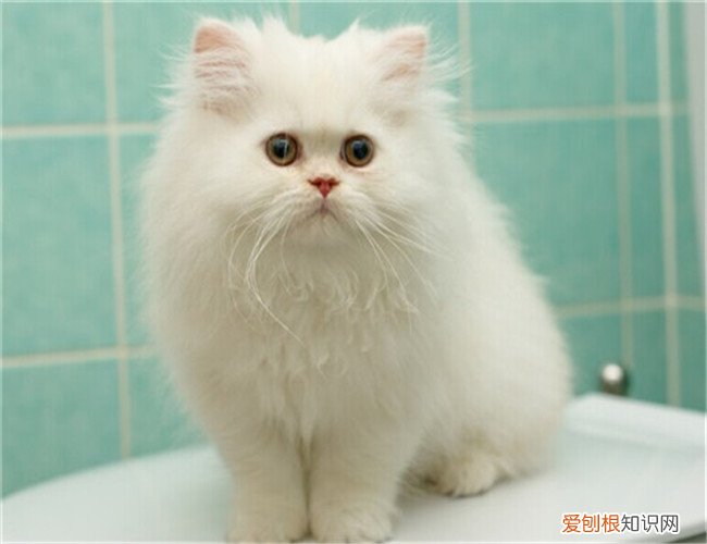 异短猫是什么意思 奶奶猫,异短猫