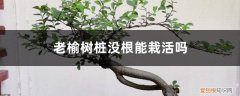 榆树没有什么根怎么种 榆树如何养根，老榆树桩没根能栽活吗