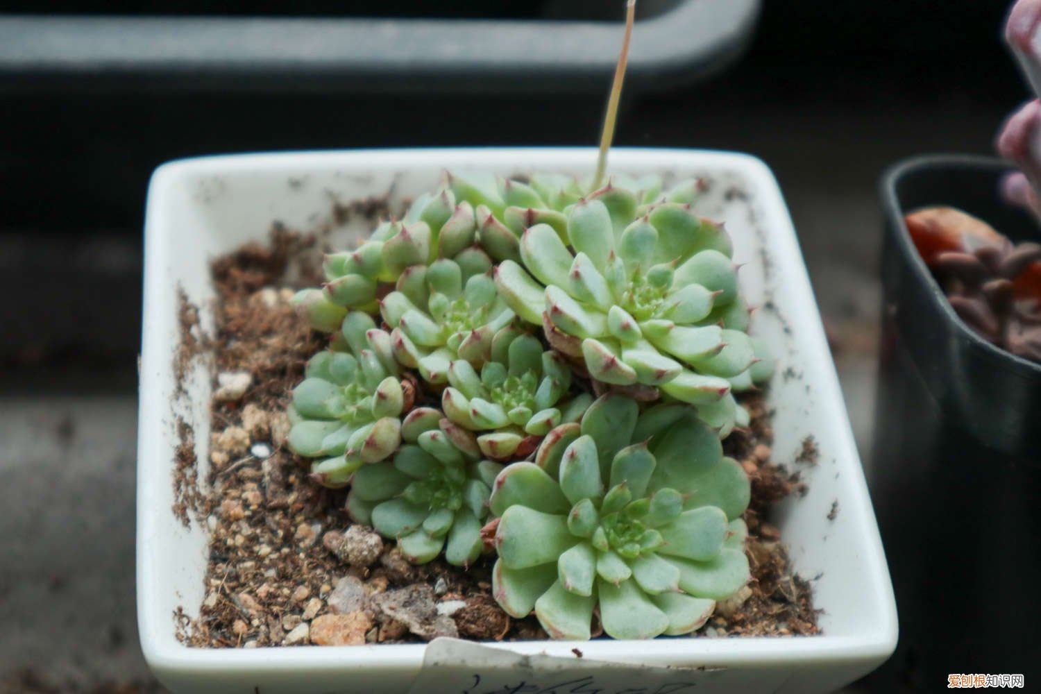 多肉买回来需要洗根吗 刚买回来的多肉怎么种，要洗根吗