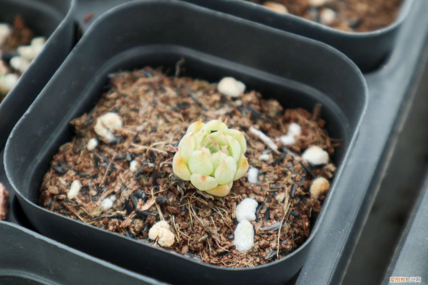 多肉买回来需要洗根吗 刚买回来的多肉怎么种，要洗根吗