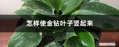 金钻叶子往下垂咋回事? 怎样使金钻叶子竖起来，叶子下垂怎样补救