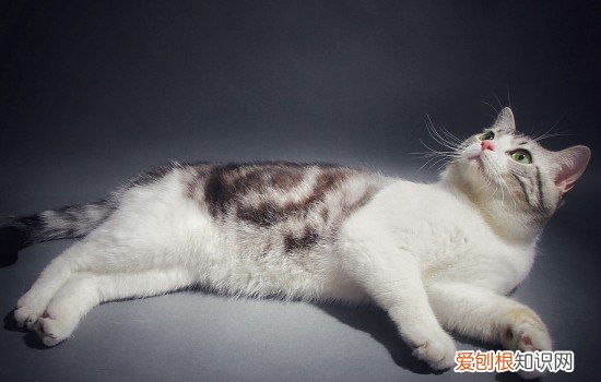 猫咪寄养后遗症表现 对于这些主人需要多注意一下！