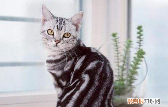 猫咪寄养后遗症表现 对于这些主人需要多注意一下！