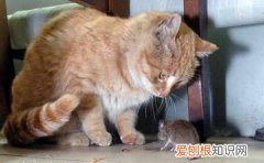 猫为什么会喜欢虐杀老鼠呢 猫为什么会喜欢虐杀老鼠