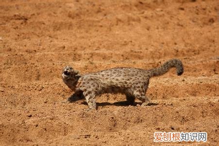 猫怕野狸子吗 猫为什么怕野狸子