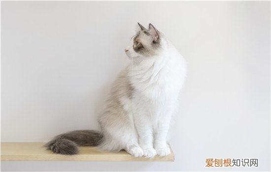 猫有泪痕是什么原因 这些原因你要知道！