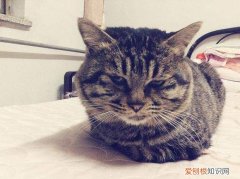 狸花猫为什么怕冷呢 狸花猫为什么怕冷