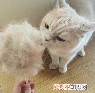 猫猫能吃棉花糖吗 猫为什么喜欢吃棉花糖