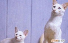 宠物猫和家猫的区别 可以正确判断哪个是家猫和宠物猫了吗