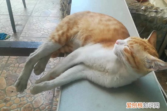 橘猫变瘦的原因 橘猫为什么越来越瘦