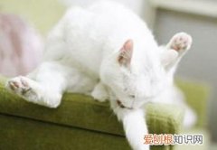 小猫为什么一直吸自己的尾巴和尾巴 小猫为什么一直吸自己的尾巴