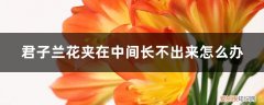 君子兰花夹住长不出来怎么办 君子兰花夹在中间长不出来怎么办，夹箭怎么处理