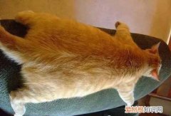 橘猫为什么一直叫 橘猫为什么那么喜欢叫