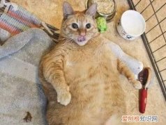 什么样的橘猫会发腮 橘猫为什么不发腮