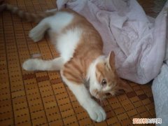 橘猫为什么喜欢睡觉 橘猫为什么喜欢和人睡