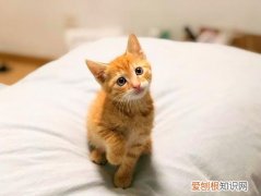 小橘猫为什么老咬人呢 小橘猫为什么老咬人