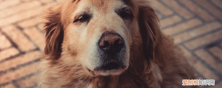 犬瘟热的治疗用药 犬瘟热用什么药治疗最佳