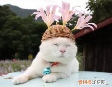 猫为啥喜欢吃花 橘猫为什么喜欢吃花