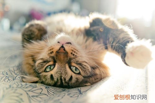 猫躺着用后腿蹬 猫为什么躺着用后脚蹬人