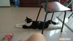 猫为什么睡觉手腿伸直呢 猫为什么睡觉手腿伸直