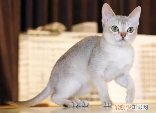 体型最小的猫 你听说过“阴沟猫”吗？