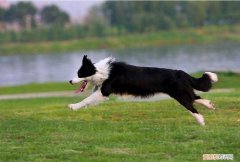 边境牧羊犬纯种多少钱 边境牧羊犬纯种多少钱一只