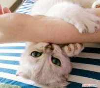 猫为什么会用后脚蹬人呢 猫为什么会用后脚蹬人