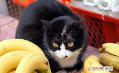 猫为什么不喜欢吃香蕉 猫为什么讨厌香蕉