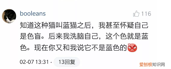 灰猫什么品种 明明是灰色为什么要叫蓝色？